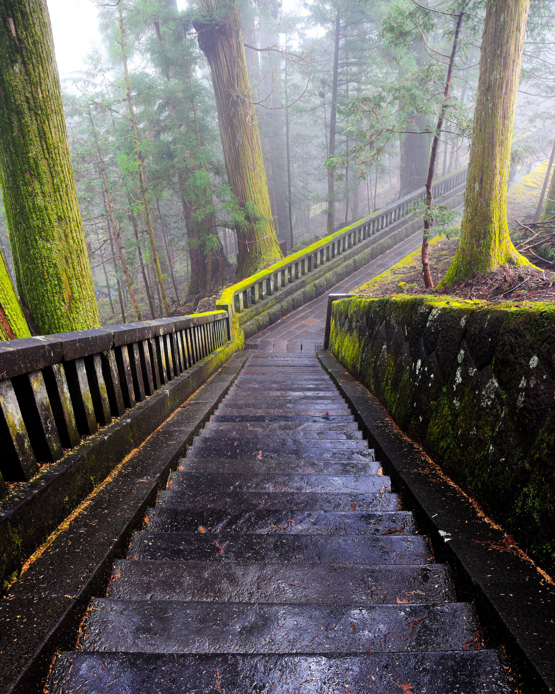 Mist tussen cederbomen in de Japanse bergen