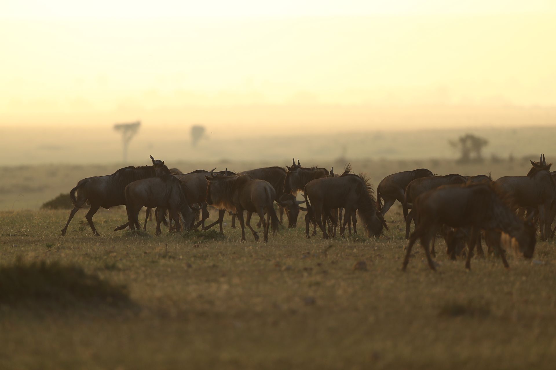 Vroeg ochtendlicht over de vlaktes van Kenya
