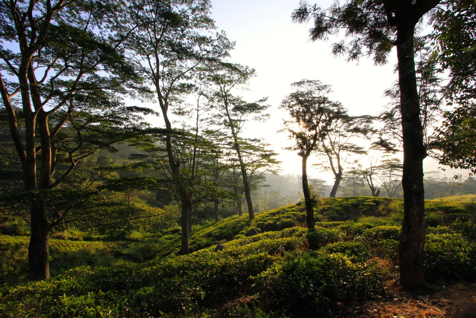 Theeheuvels in de mist in het hoogland van Sri Lanka