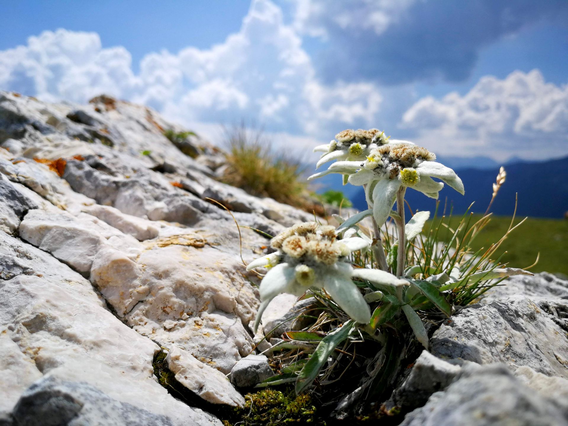 de-alpen