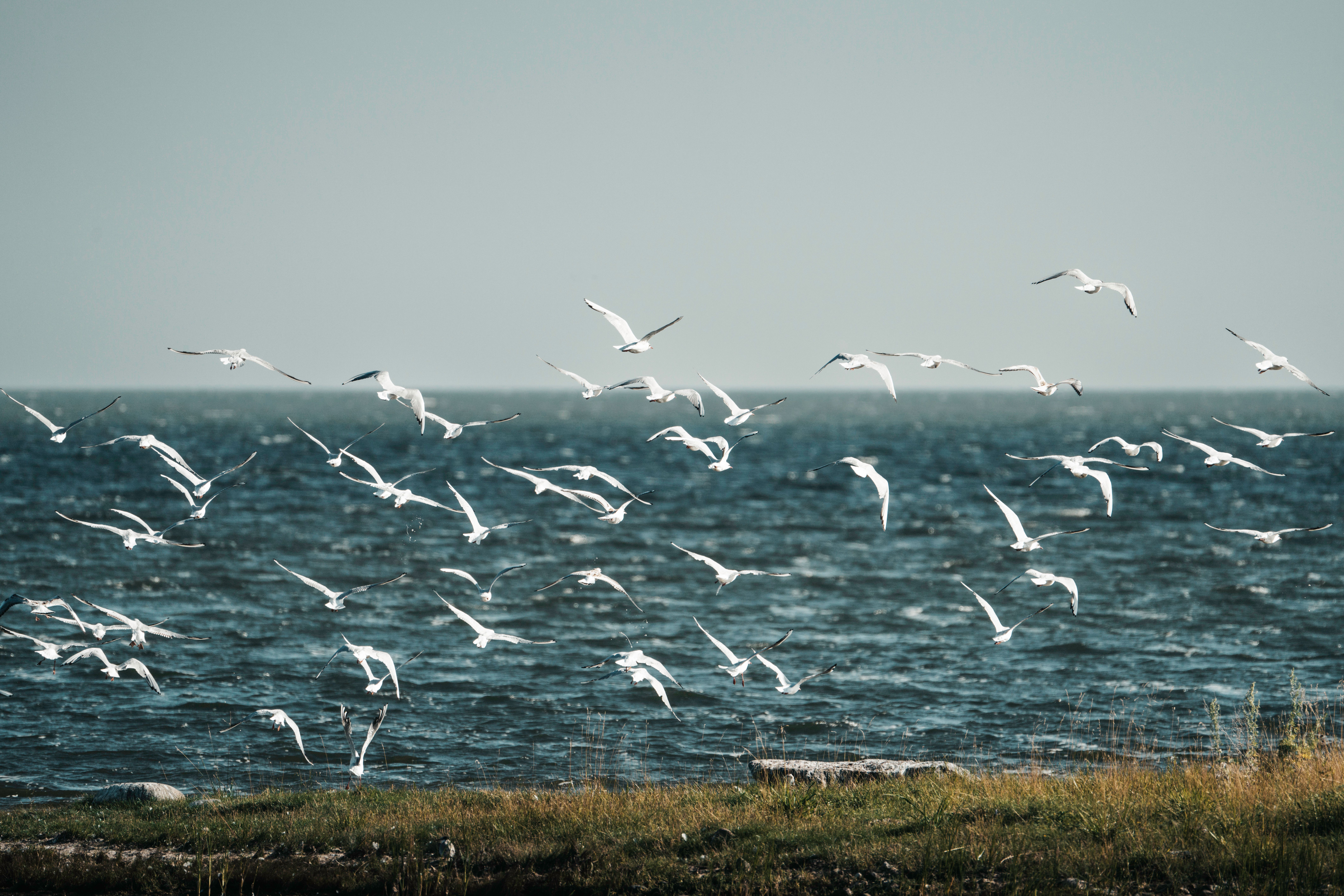 estland
