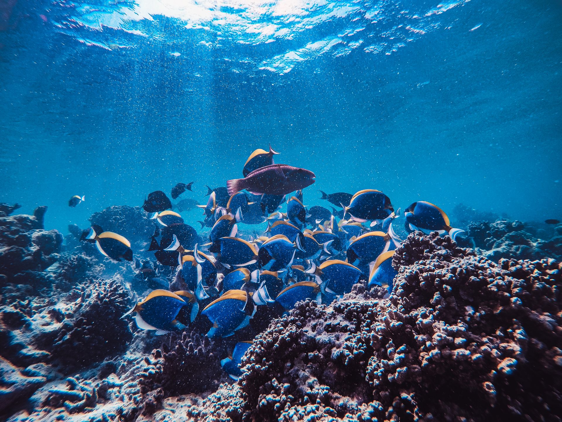 Un banc de poissons-chirurgiens bleus nage au-dessus d'un récif corallien, la lumière traversant la surface.