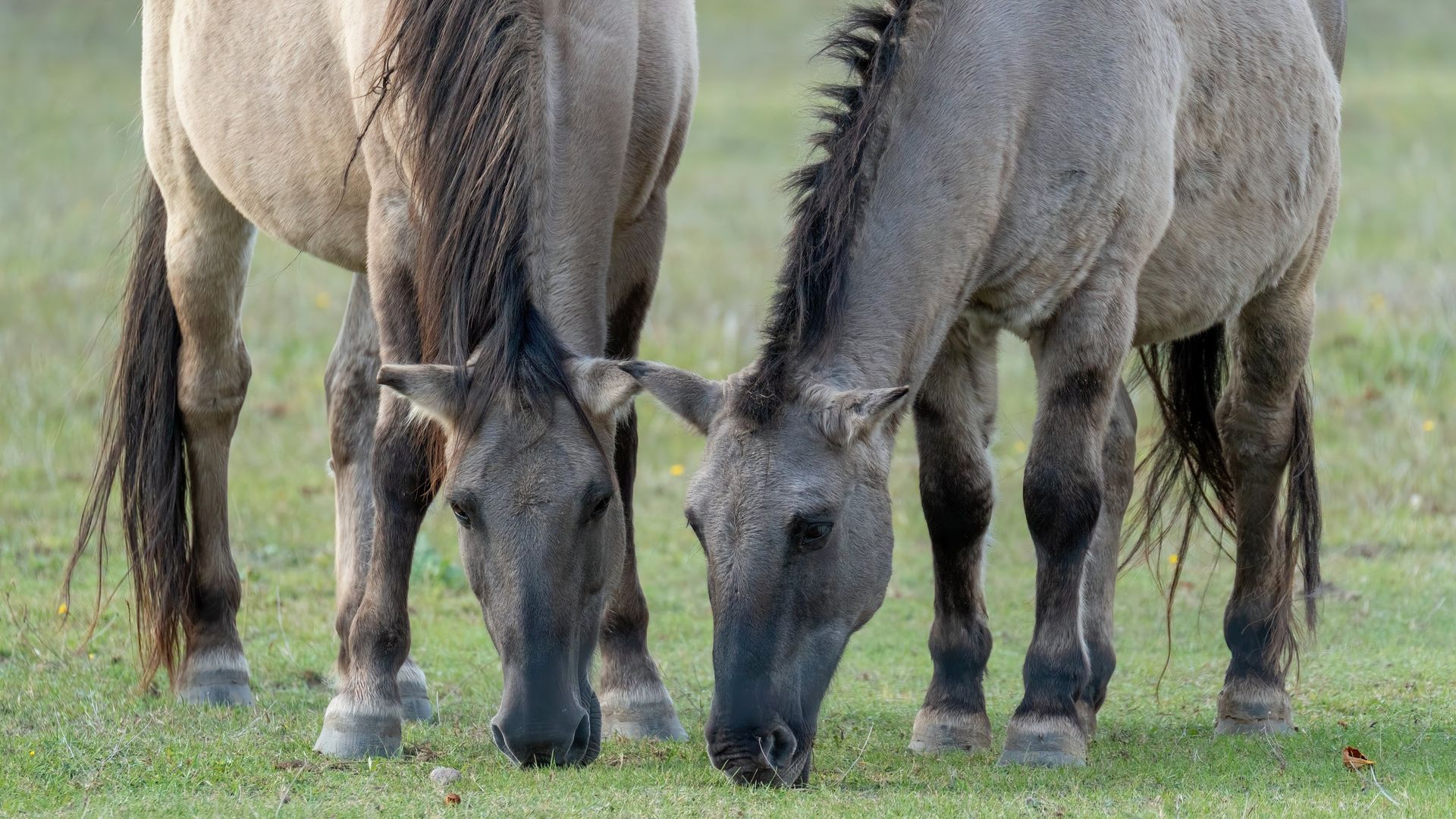 Un takhi, le cheval de Przewalski, se tient dans les hautes herbes de la steppe, sans clôture ni personne.