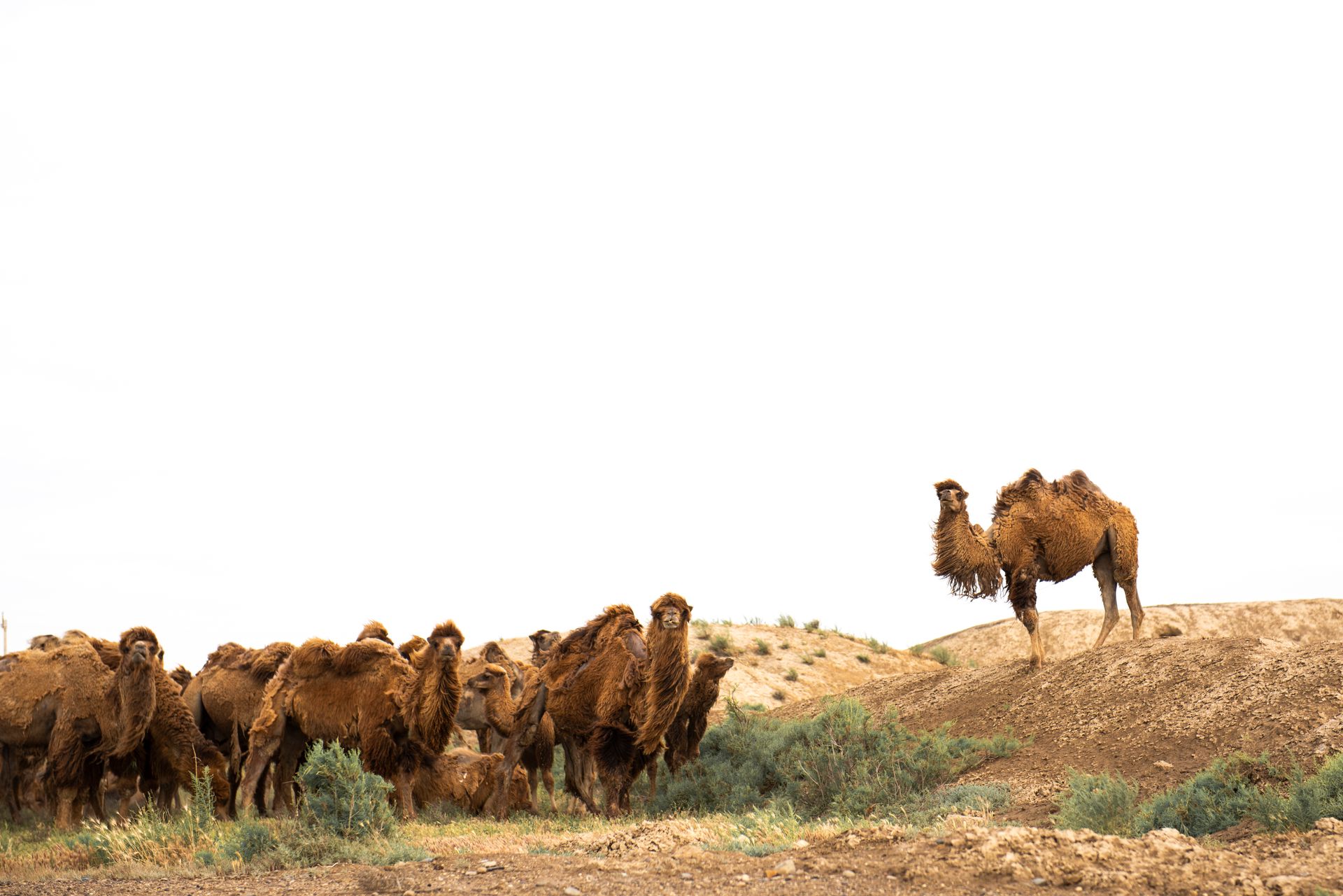 mongolie