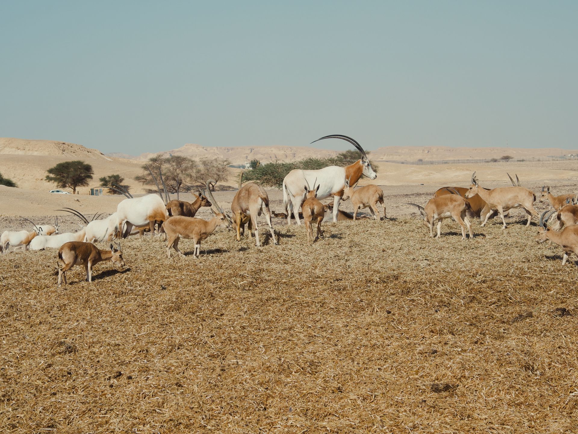 Deux oryx d'Arabie broutent dans une steppe sèche parsemée d'arbustes, sans clôture ni véhicule.