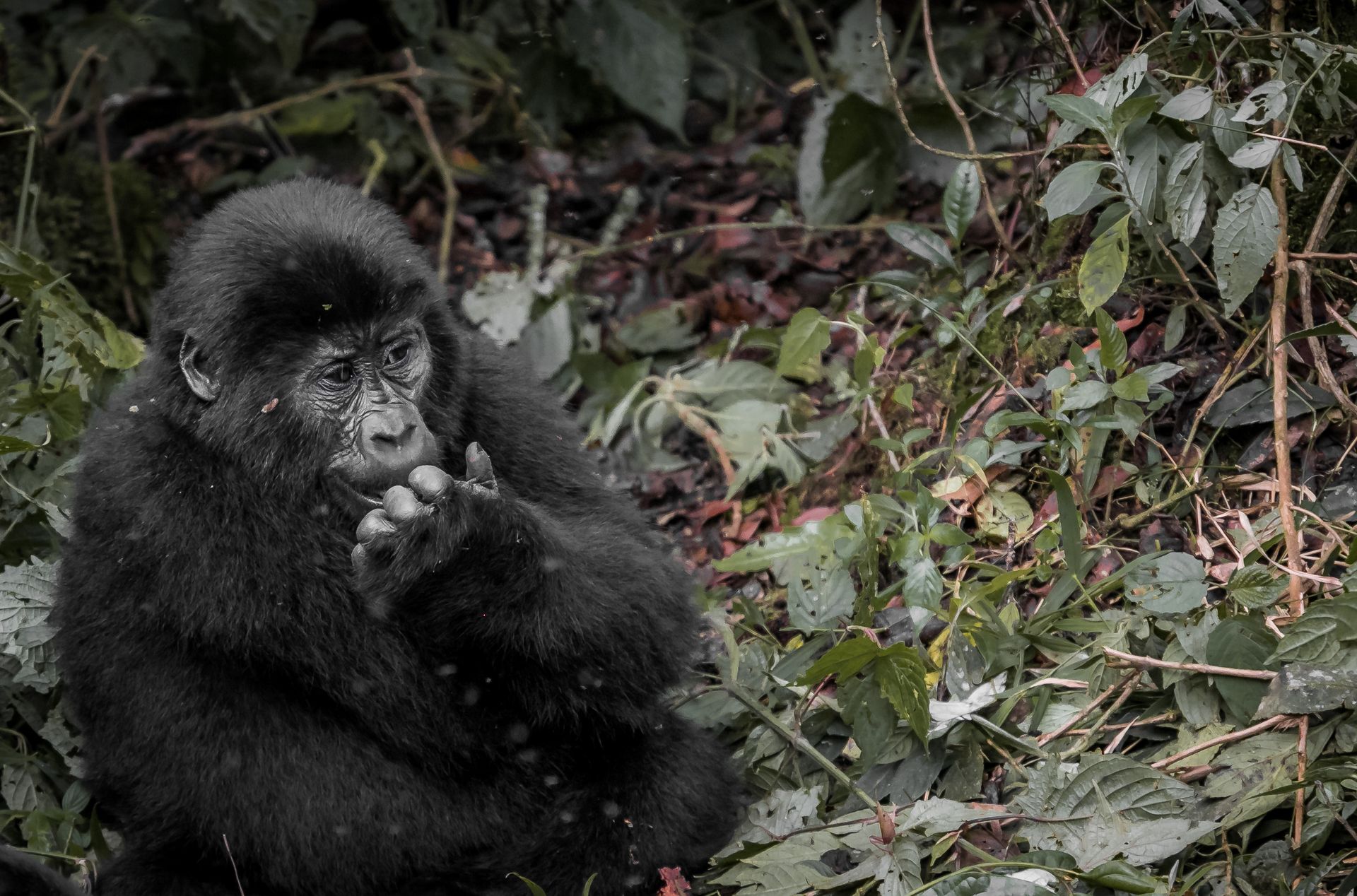 rwanda