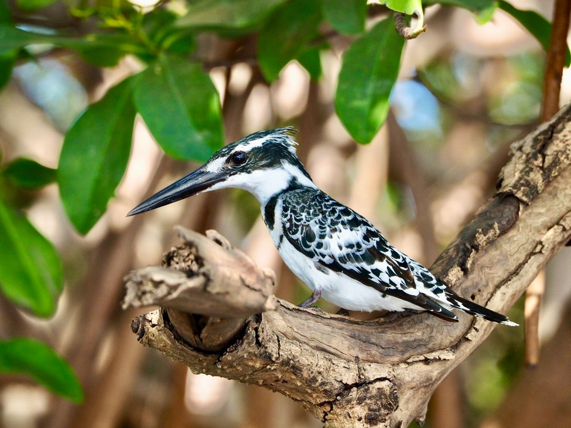 Des racines de mangrove exposées de chaque côté d'une crique calme, avec les vagues à l'horizon.