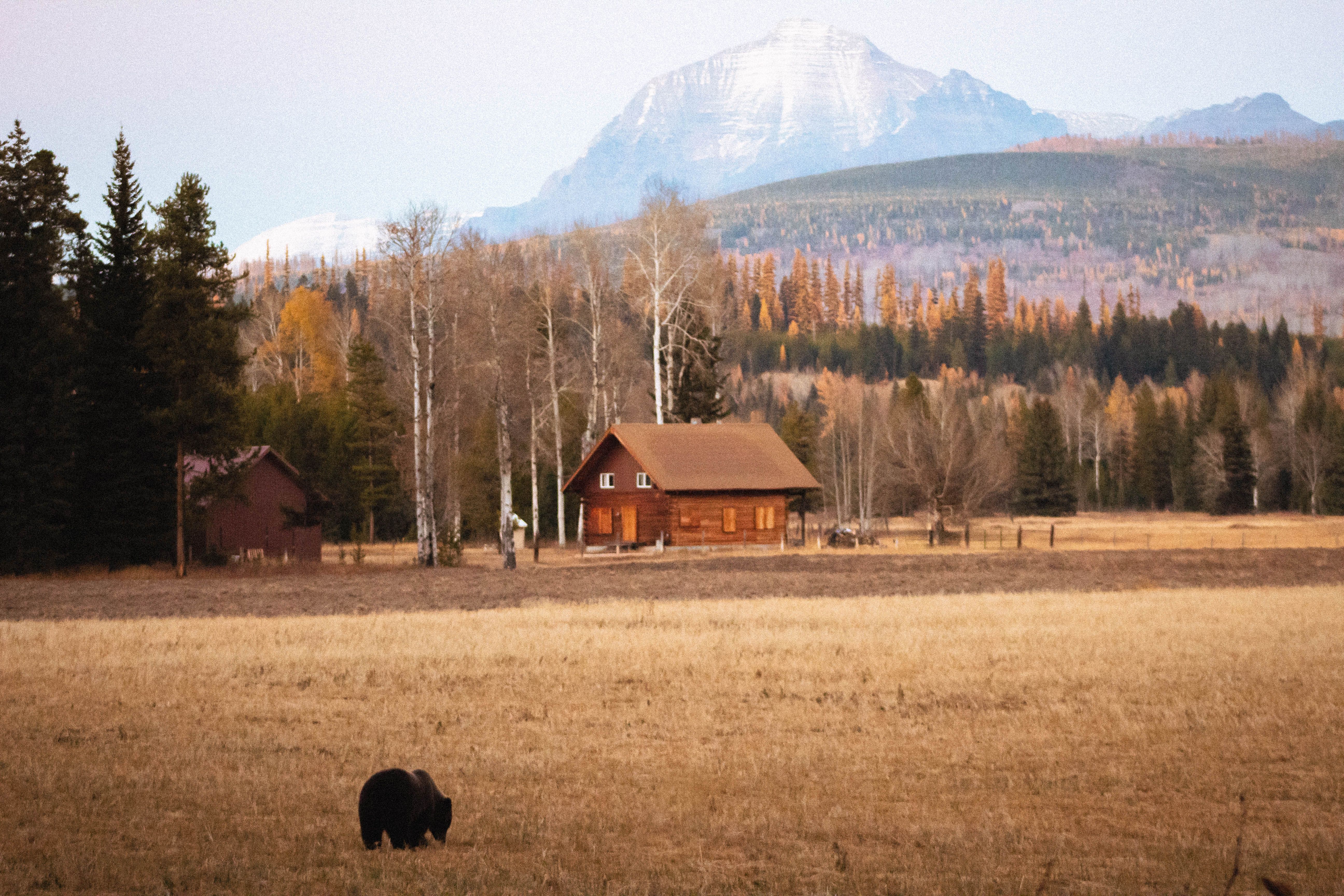 Un ours brun se tient à demi caché dans la végétation basse d'une forêt sombre et dense.