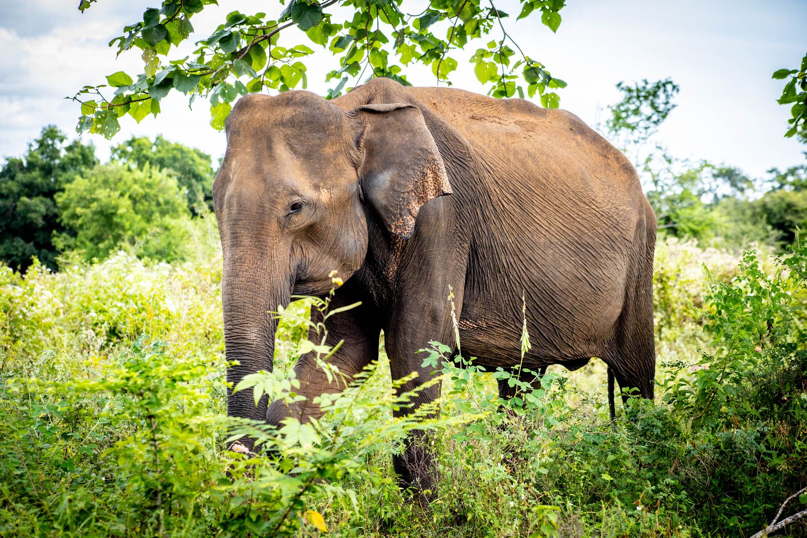 sri-lanka