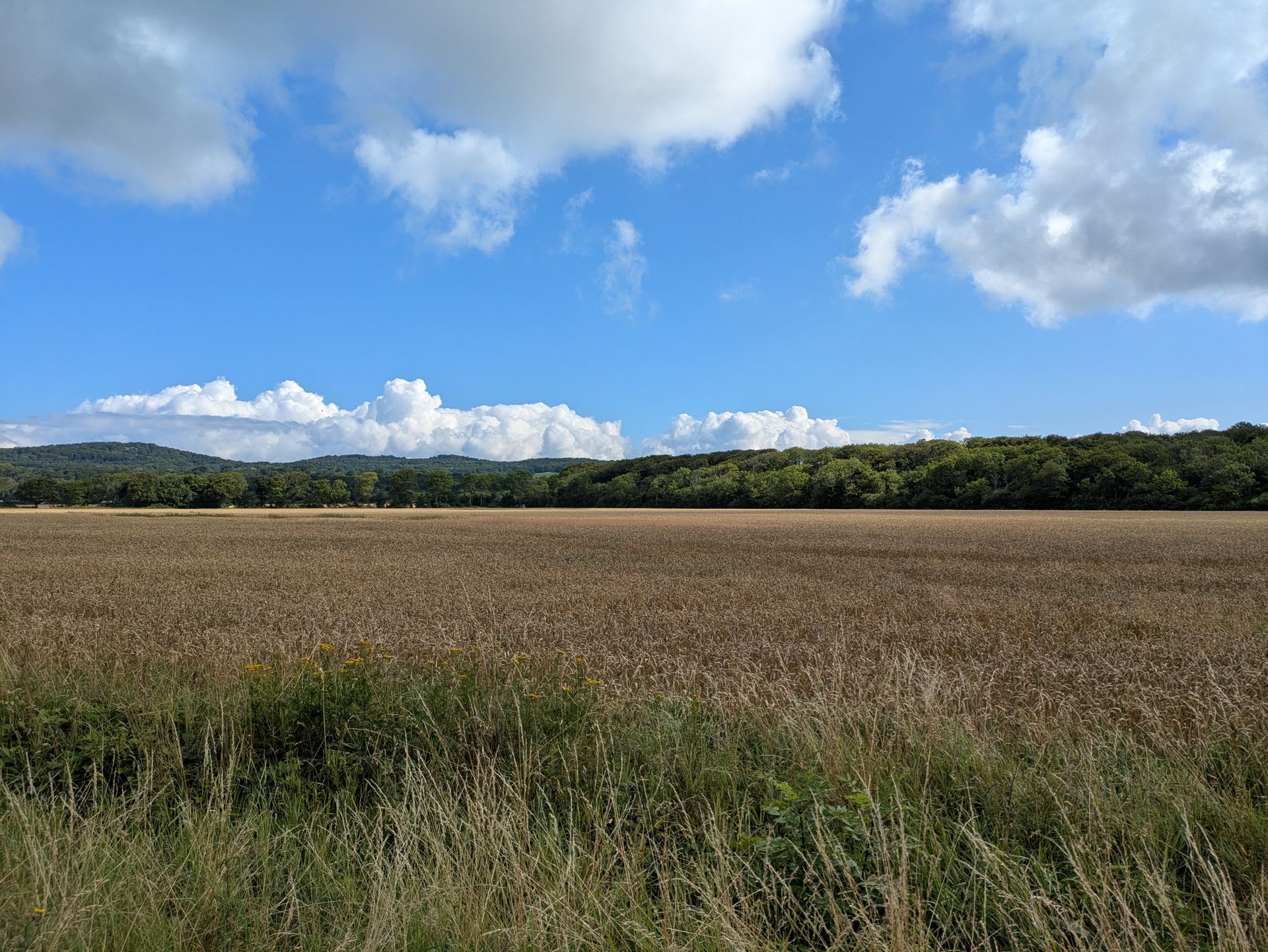 Un arbre isolé se dresse dans un vaste champ de céréales sous de hauts cumulus.