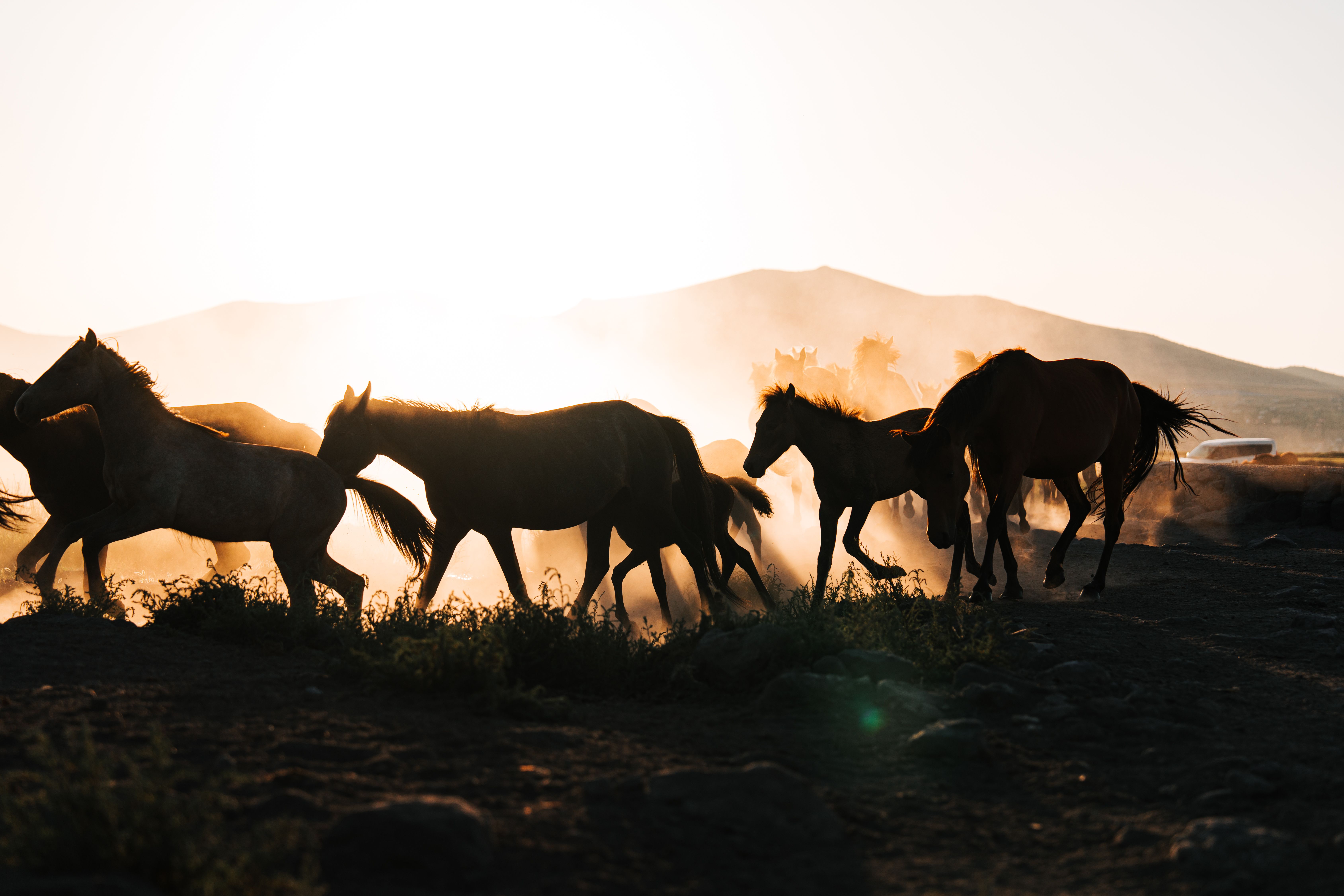 Un troupeau de chevaux dans la poussière d'une plaine alors que le soleil descend derrière les collines.
