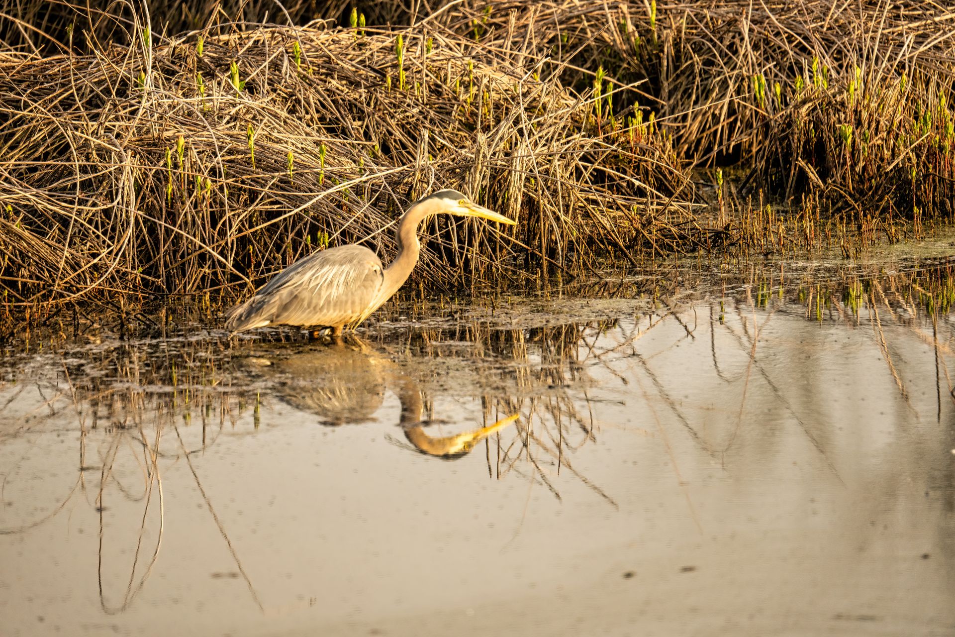 Un héron se tient dans l'eau peu profonde derrière de hautes herbes de marais au petit matin.