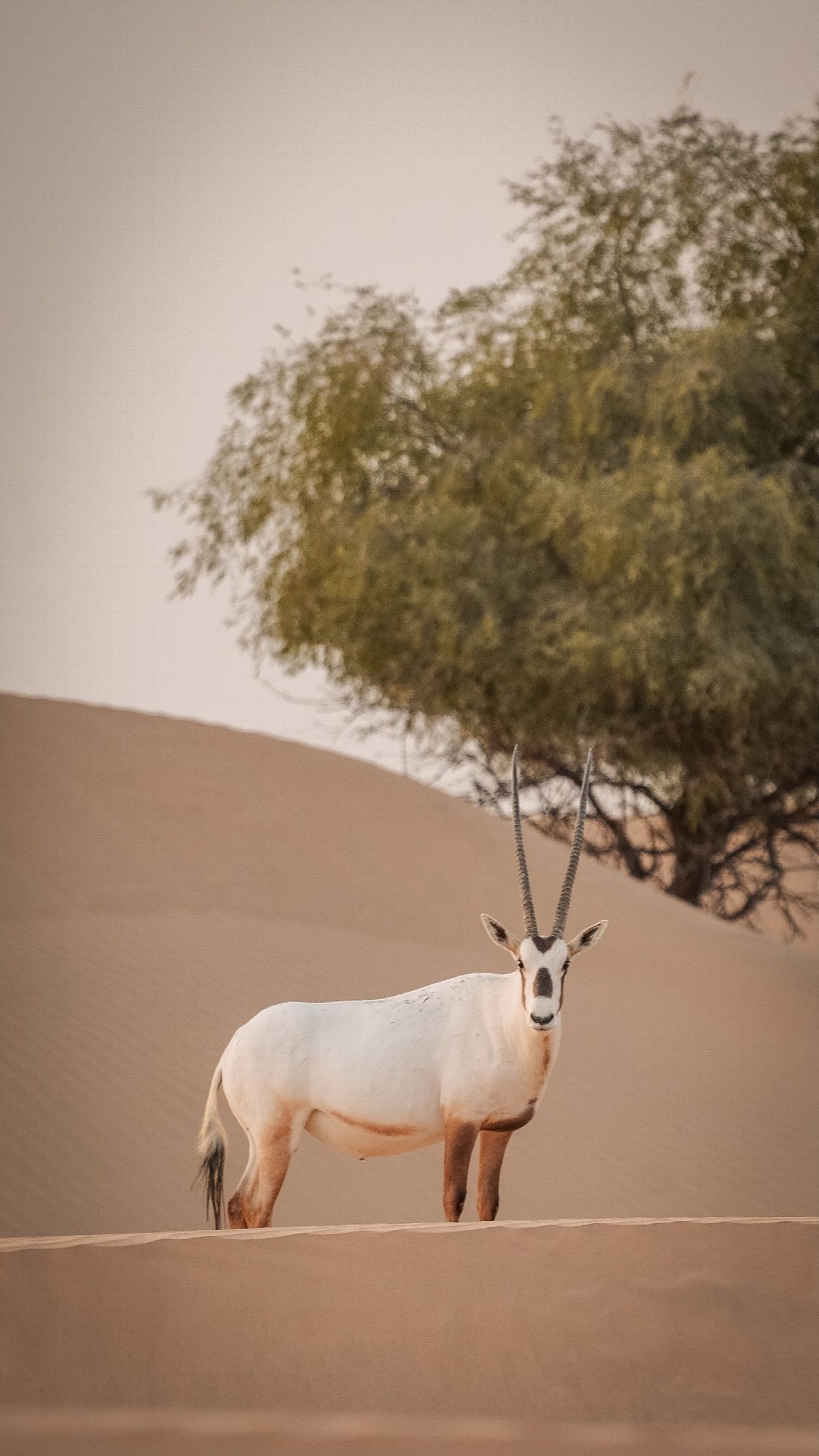 abu-dhabi