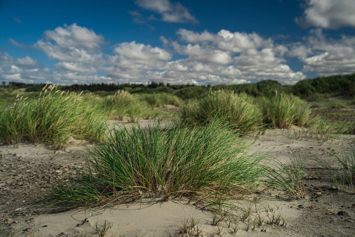 Denemarken