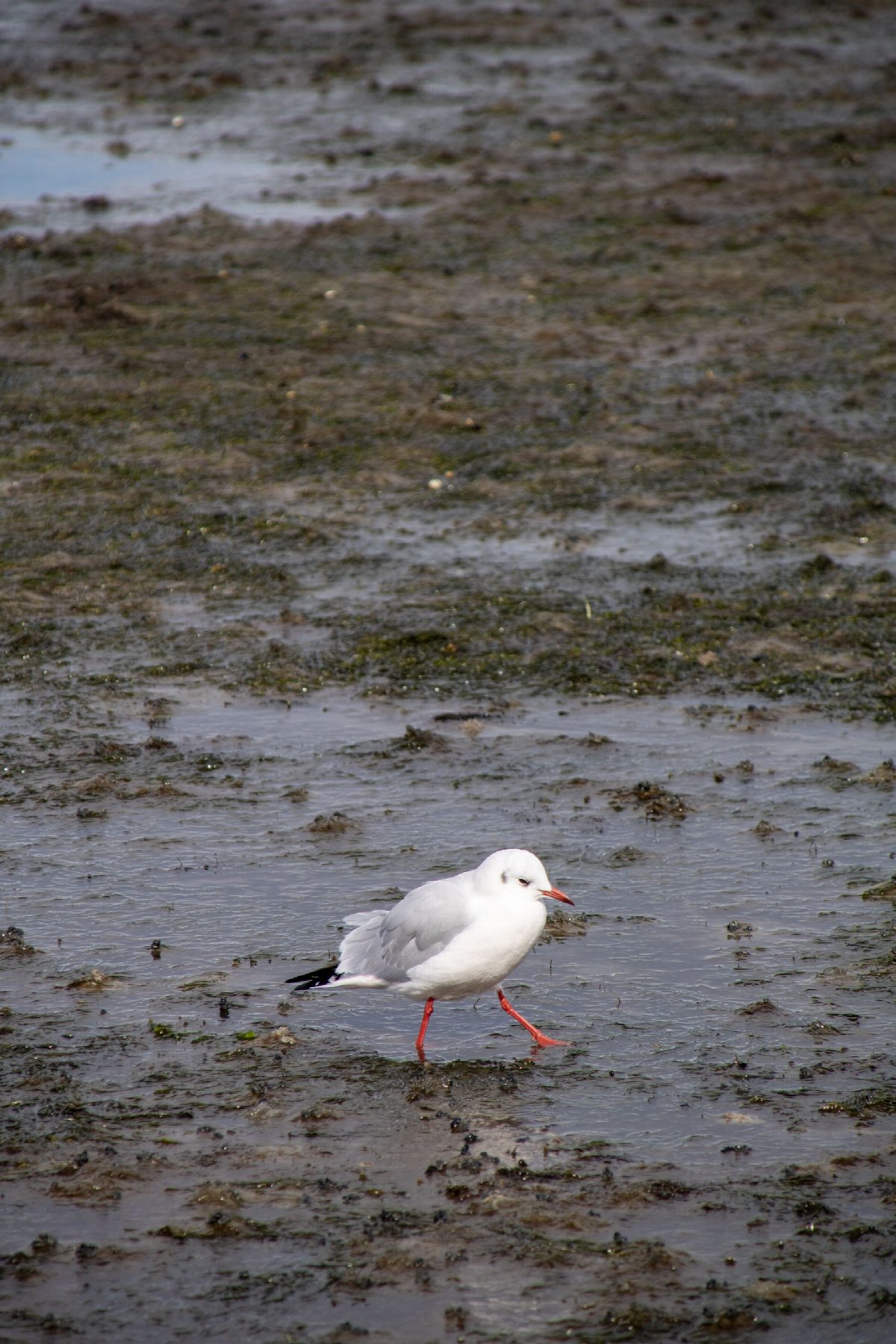 denemarken
