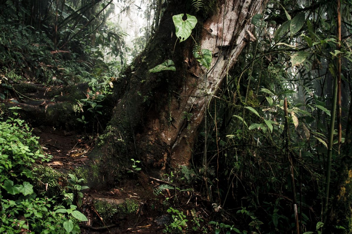 madagaskar