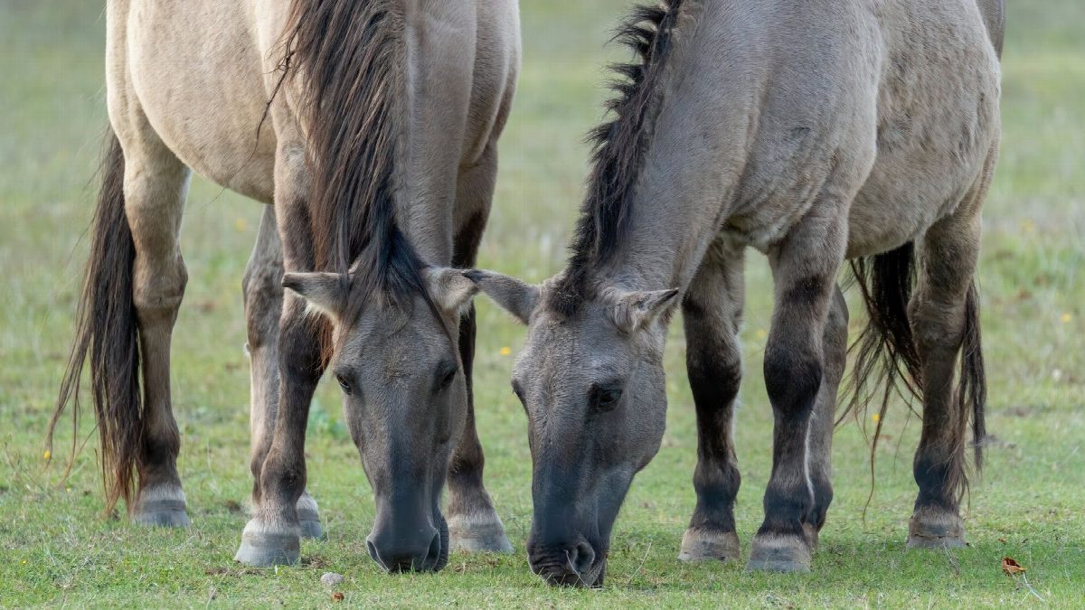 mongolie