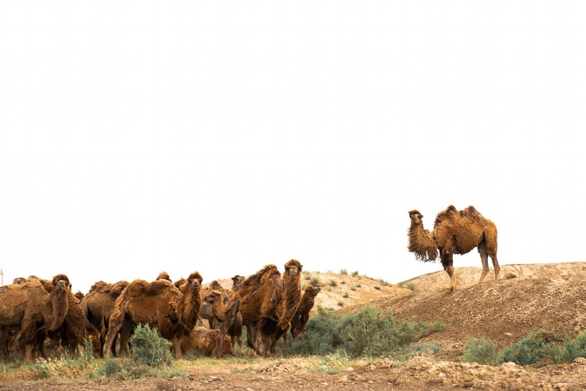 mongolie