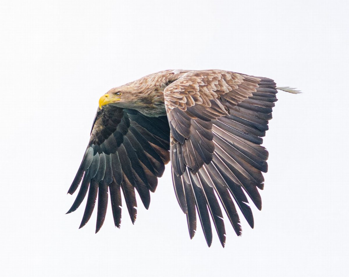 noorwegen