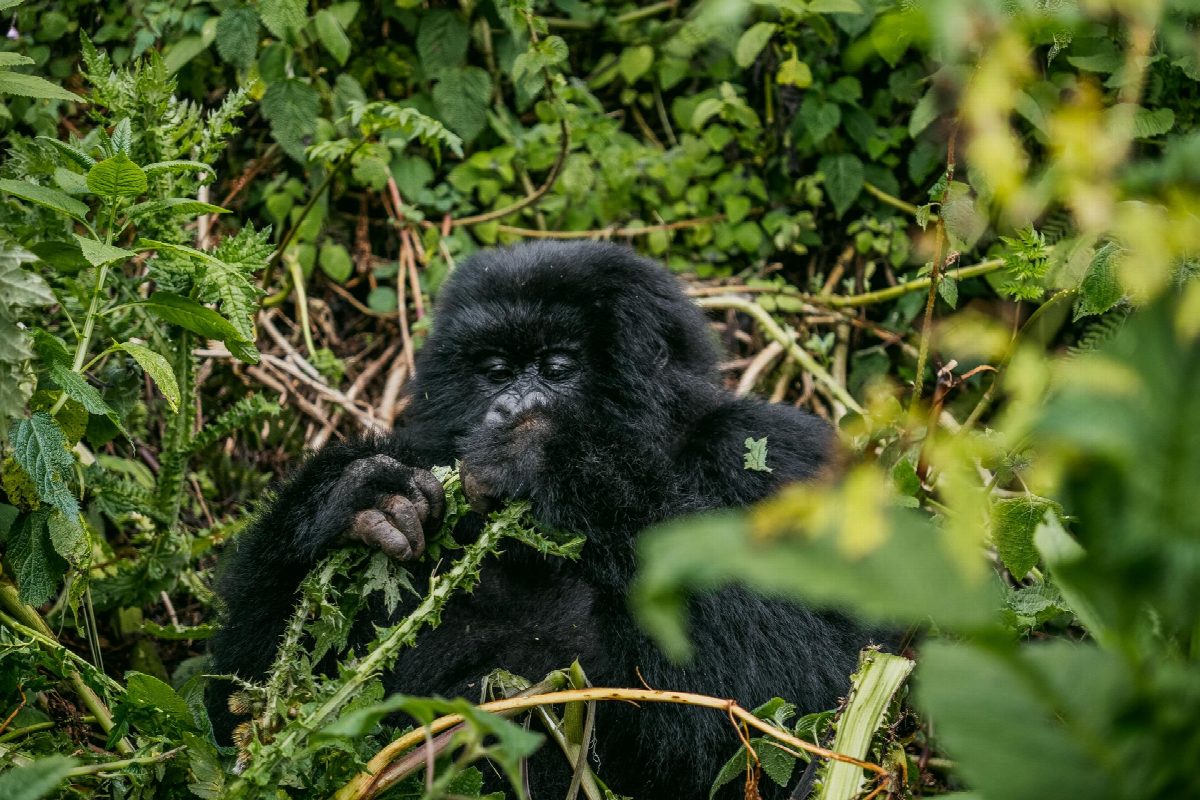 rwanda