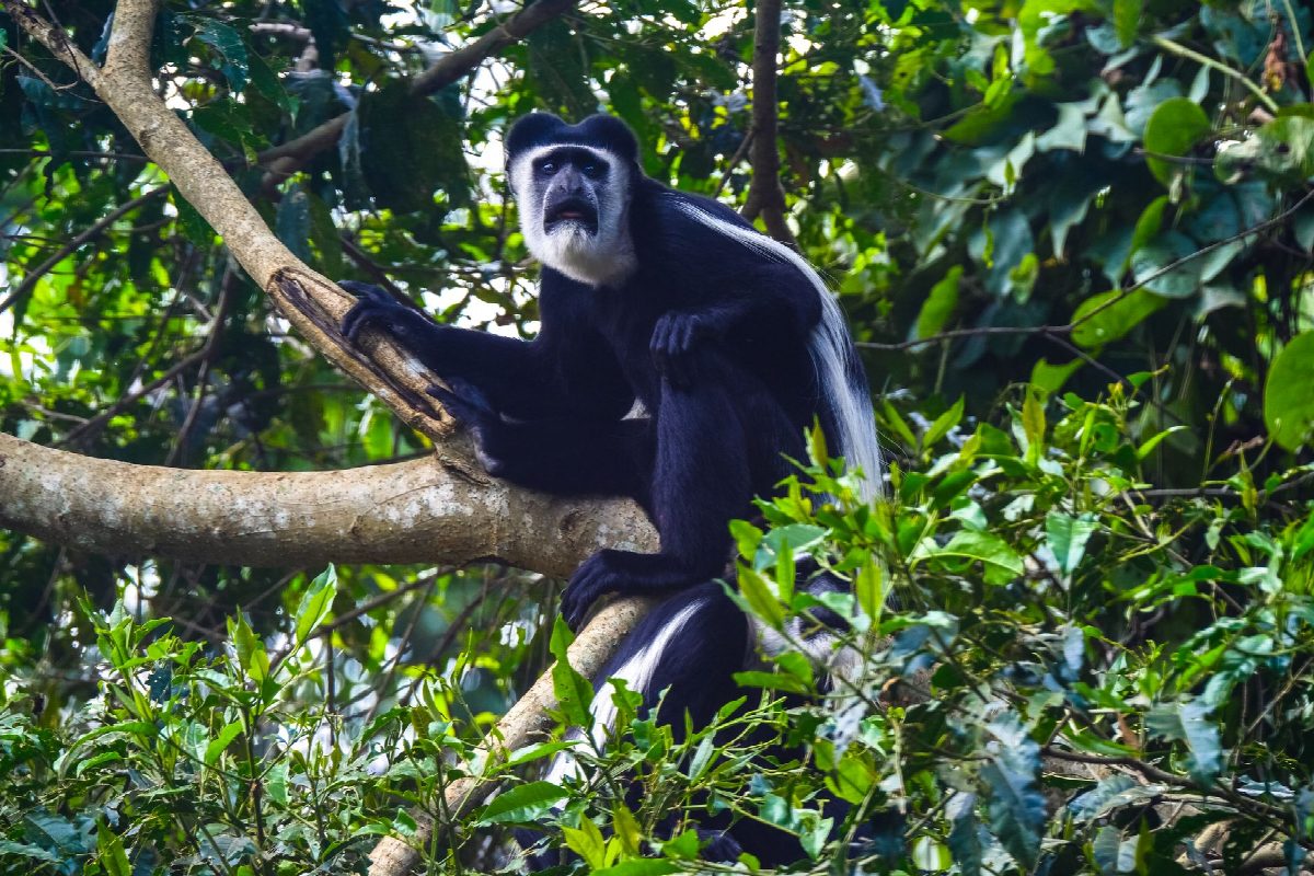 rwanda
