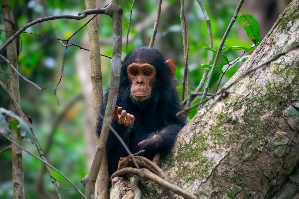 tanzania