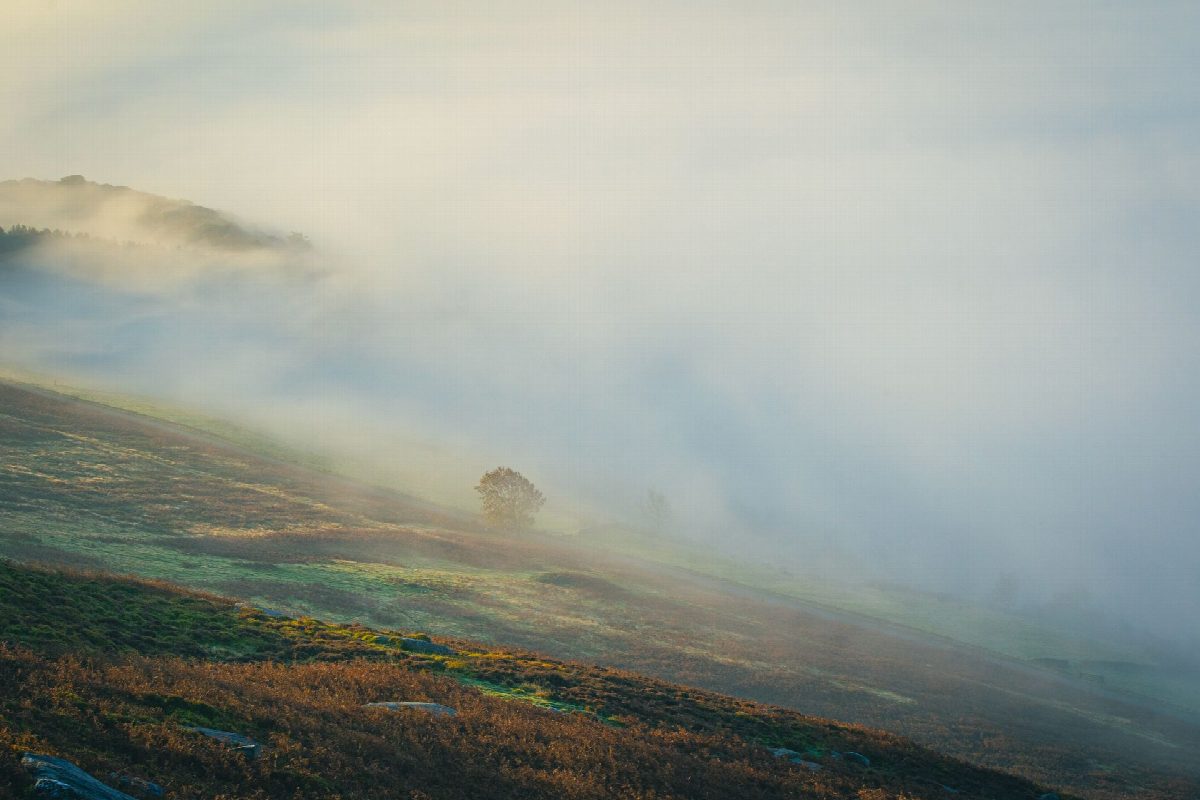 Heideveld in de mist met een enkel pad