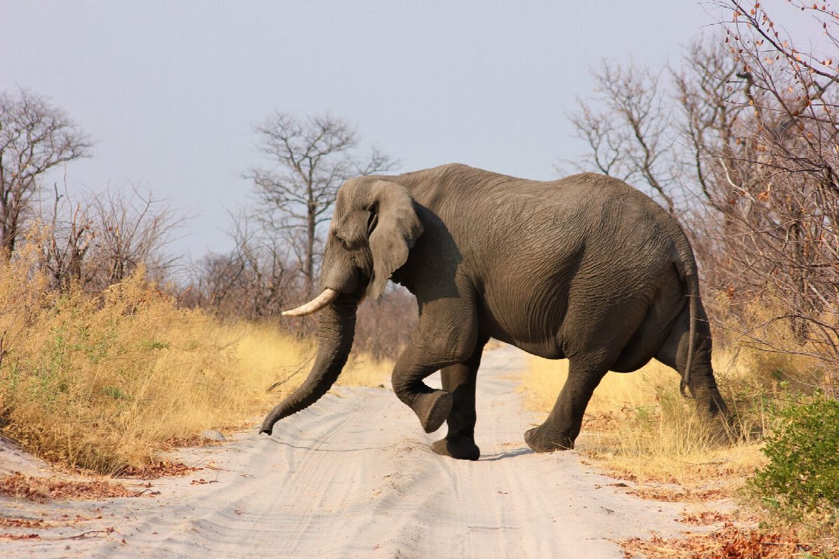 Olifant die bij zonsondergang een zandpad oversteekt langs de Zambezi